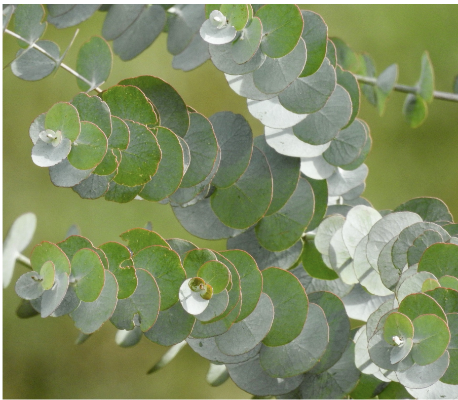 Eucalyptus