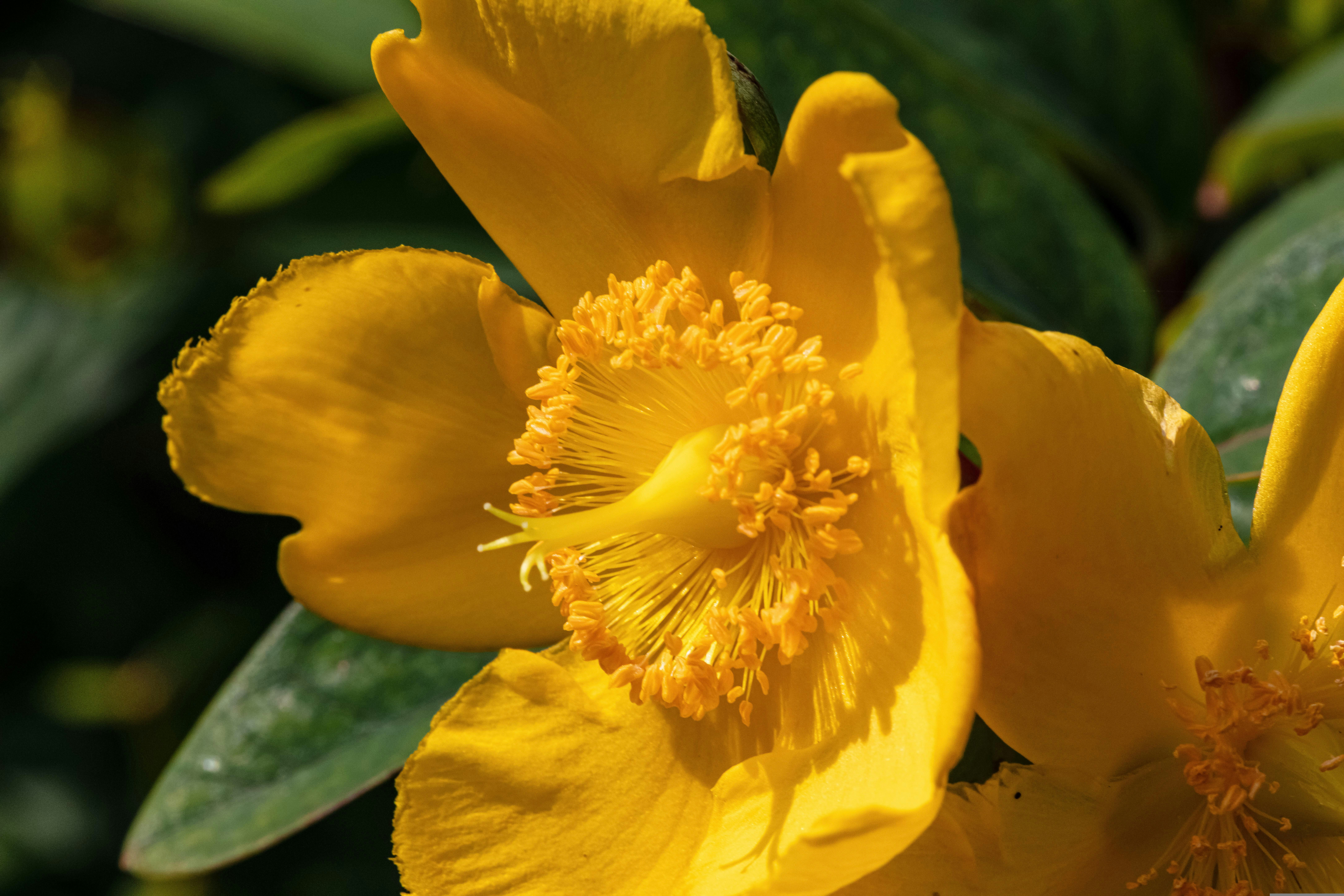 St. John's Wort