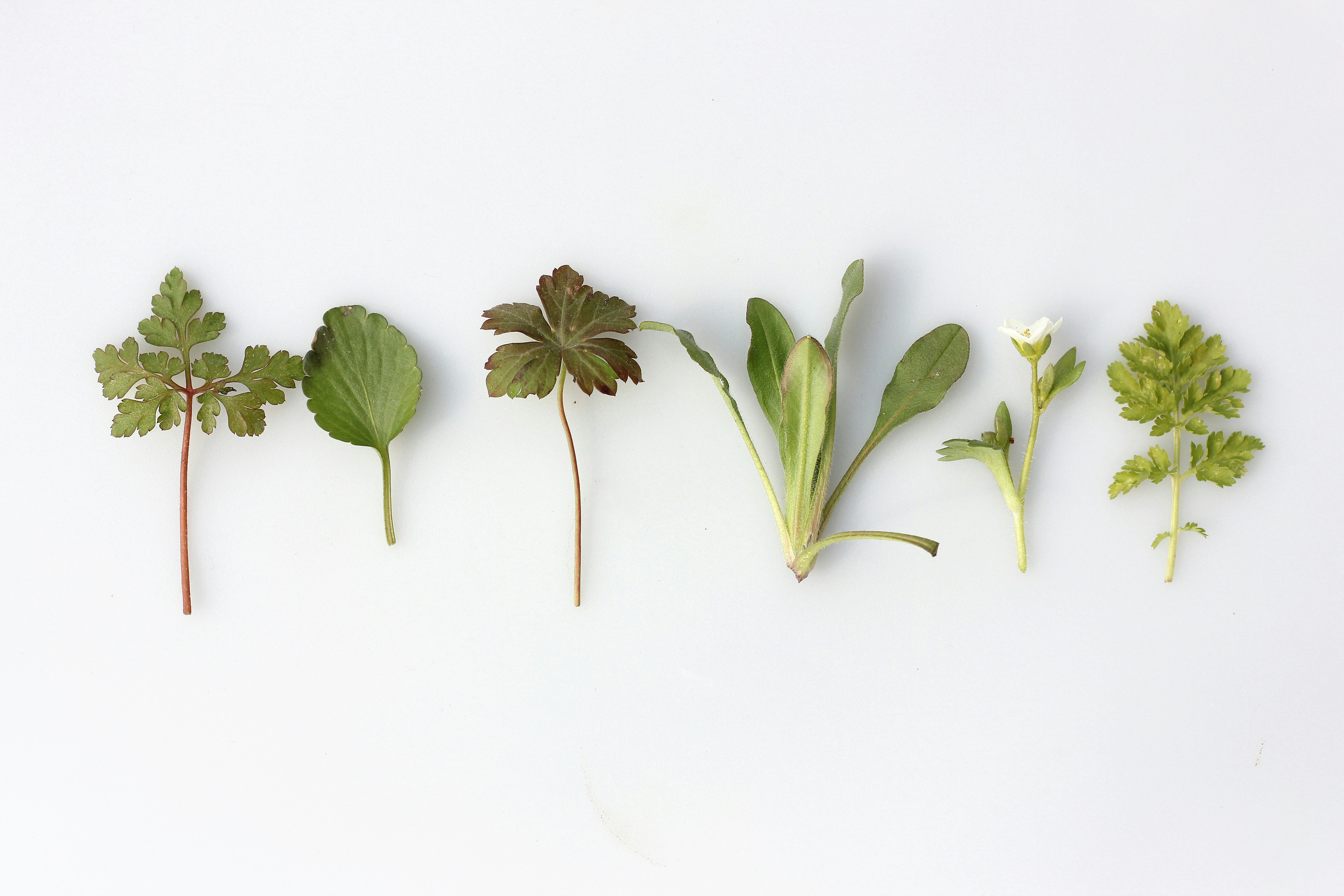 Herbal Knowledge